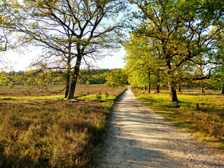 Lüneburger Heide Wanderweg im Frühling