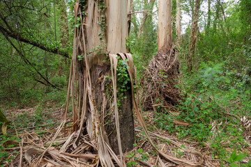 Eucalyptus tree peeling bark in a forest.
