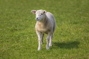 Obraz premium Single Lamb in a Field, Whitby