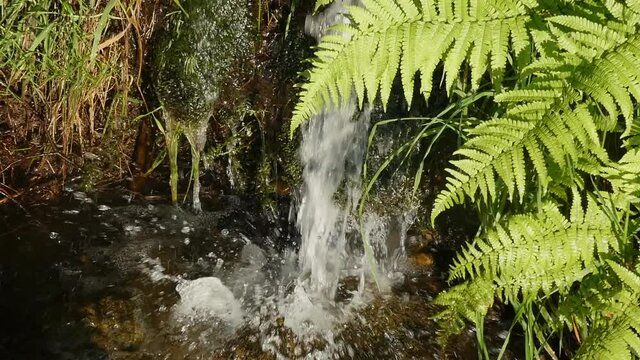 Ferns and waterfall of a stream in spring. Concetp of nature
