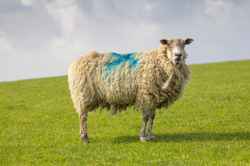 Obraz premium Single Sheep in a Field, Whitby