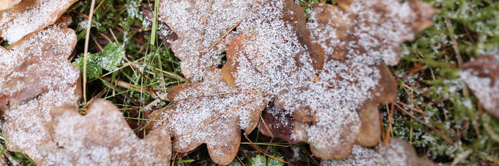Autumn fallen leaves lying on green grass in snow closeup