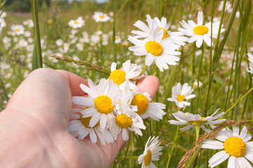 Close up of female hand holding growing blossoming meadow chamomiles