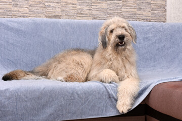 a large shaggy dog is lying on the couch