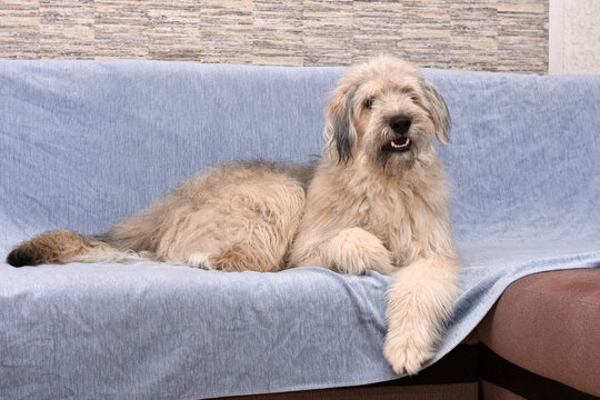 A Large Shaggy Dog Is Lying On The Couch