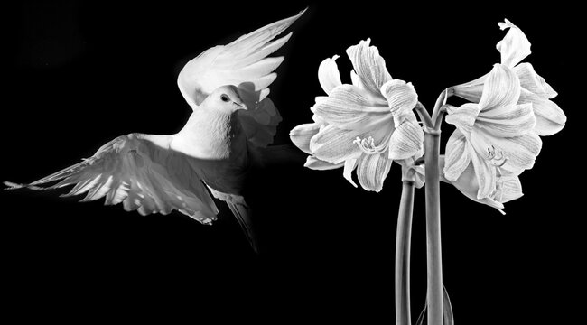white pigeon and amarylis flower in black and white