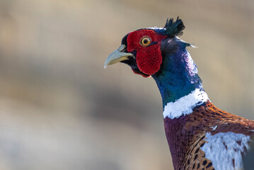 Close up of Pheasant Bird in Whitby