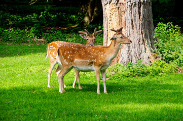 Hannover Tiergarten