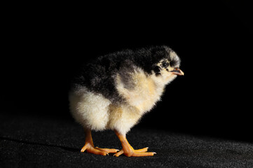 little chicken on black background