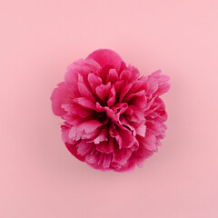 Beautiful pink peony on a pink background color, minimalism.