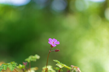 pink flower