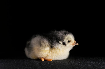 little chicken on black background