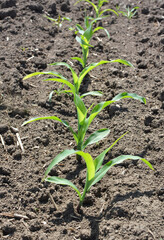 Young corn grows on the farmer's field.