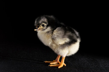 little chicken on black background