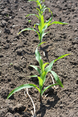 Young corn grows on the farmer's field.