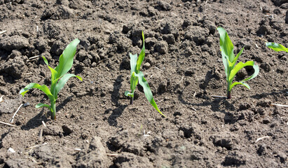 Young corn grows on the farmer's field.