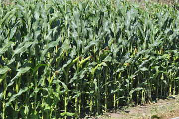 Fototapeta premium Corn grows in the field