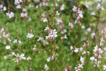 Bee blossom（Gaura). Onagraceae pennial grass.
