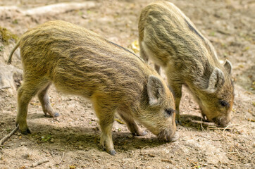 Two little striped wild piglets (Sus scrofa) looking for food in a forest glade, close-up 