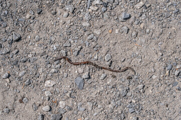 Worm crawling across the trail