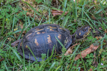 Eastern box turtle female