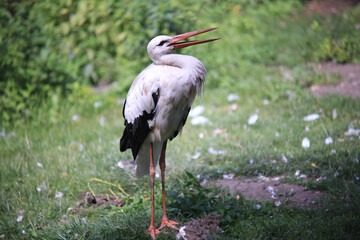 white stork alone looks around