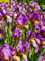 Beautiful summer flowers in the garden.