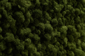 green moss background texture close up. stabilized plants