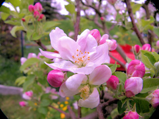 Wiosna w sadzie. Kwitnąca jabłoń.