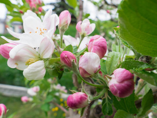 Naklejka na ściany i meble Wiosna w sadzie. Kwitnąca jabłoń.