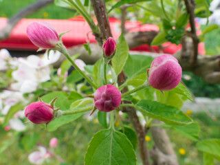Wiosna w sadzie. Kwitnąca jabłoń. - obrazy, fototapety, plakaty