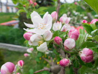 Wiosna w sadzie. Kwitnąca jabłoń.