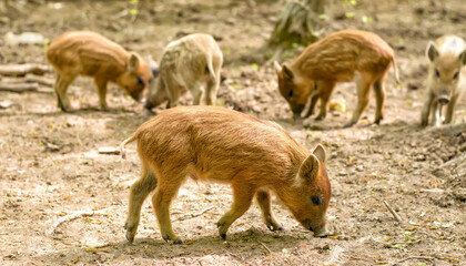 Little wild brown piggy (Sus scrofa), searching for food, four other piglets in the background, selective focus