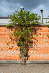 Mur z czerwonej cegły z roślinnością i budynkiem z kominami © Marek Stokowski