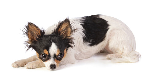 Fototapeta premium chihuahua lying down, head on legs