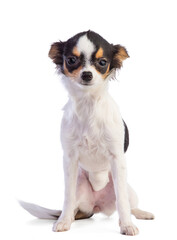 Young Chihuahua sitting with a bandage after an operation