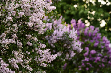 Blooming tender lilac, violet blue flower closeup at spring sunlight, natural background, pastel romantic color