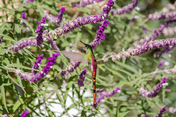 Hummingbird eating a Salvia leucantha flower