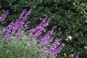 Obraz premium Salvia leucantha in the garden