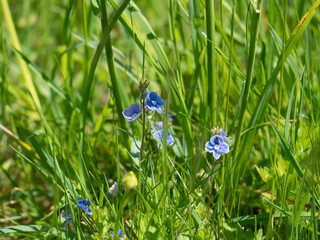 Beautiful summer flowers in the garden.