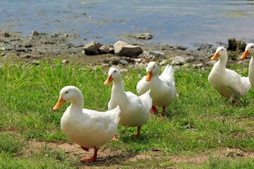 White domestic duck's at Sterling Lake in Sterling Kansas USA that's bright and colorful by the shore line with green grass.