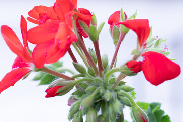 Closeup of Red Geraniums on a White Background