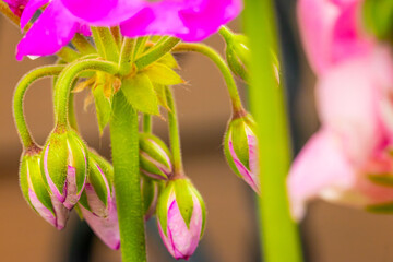Closeup of Pink Geranium Buds