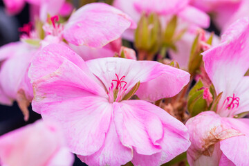 Closeup of Pink Geraniums