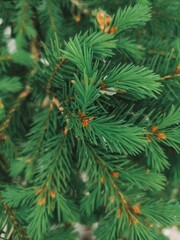 branches of a fir tree