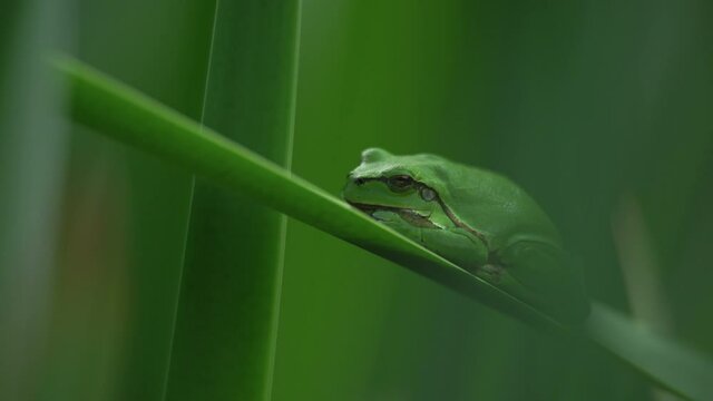 Male of European tree frog (hyla arborea) sitting on a cattail leaf waiting for females during breeding season. Wildlife macro take