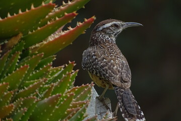 Bird and Cactus (Campylorhynchus yucatanicus)