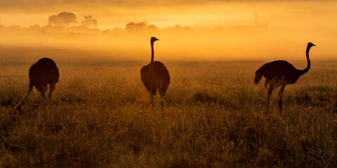 Ostrich (Struthio camelus) silhouetted at sunrise with mist over the plains, Masai Mara National Reserve, Kenya