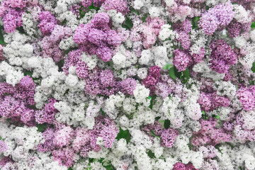 natural background of white, purple and pink blooming lilacs