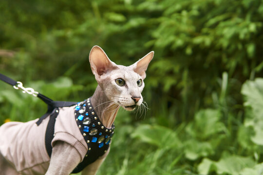 beautiful peterbald cat walks on a leash on a blurred natural background